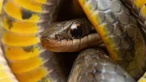 Wanyama wanaokwepa kifo kupitia uwezo wa kinga zao