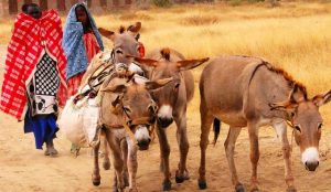 Tanzania eyes to include donkeys in its national livestock census