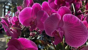 Utunzi wa maua unavyomsaidia mlezi kukabiliana na sonona