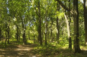 Govt insists no forests sold through carbon trading
