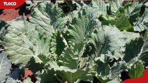 Je, Sukuma Wiki Yako ni Salama Unachopaswa Kujua Ukiwa Mnunuzi Nairobi