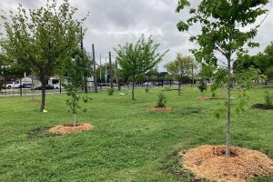 ‘Maintaining’ young trees is not a one-day activity