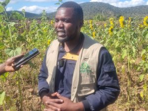 Ruaha Milling yachochea uzalishaji wa alizeti nyanda za juu