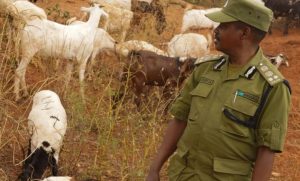 STPU nabs two people allegedly involved in smuggling of 254 livestock to a neighbouring country