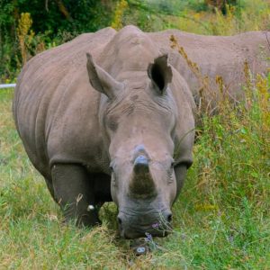 Tanzania enhances strategies to protect white rhino from extinction