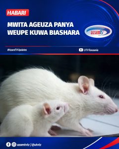 Wakati wengi wakihofia panya, Idd Mwita mkazi wa Geita ameona fursa na kuwageuza kuwa chanzo cha kipato kupitia ufugaji wa panya…