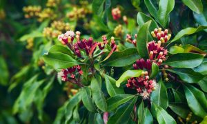 Cloves, tourism lift Zanzibar exports 23pc