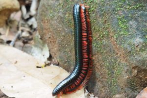 COLUM: IN THE WILD. This is the story of Millipedes of Kazimzumbwi forest reserve