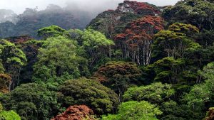 TZ restores 3.3million hactares of forests