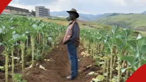 William Ruto aonyesha mazao yanayostawi katika shamba lake kubwa, Wakenya wampongeza
